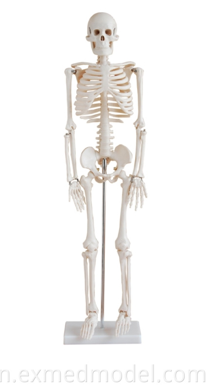 Human Skeleton 85cm